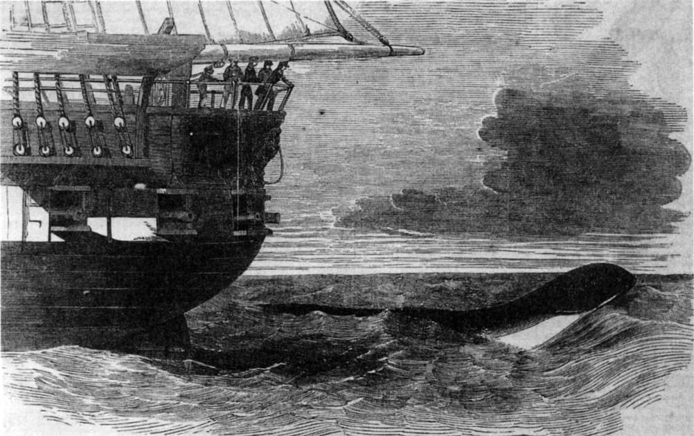 The HMS Daedalus sea-serpent engraving published in the Illustrated London News in 1848